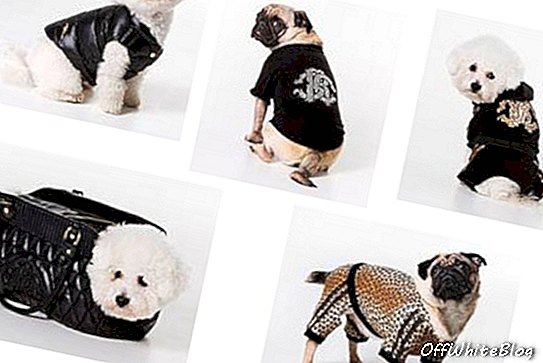 Roberto Cavalli mặc quần áo chó con của bạn!