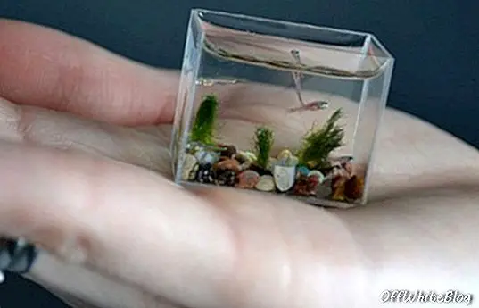 väikseim akvaarium