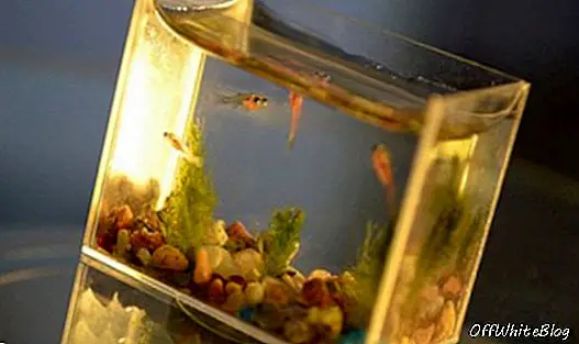 väikseim akvaariumi kala