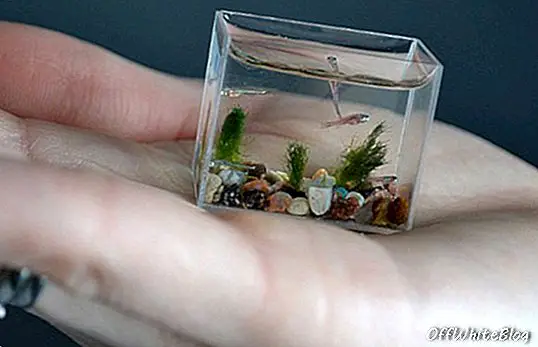 Väikseim akvaarium maailmas