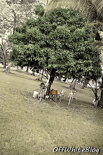 «Πολύ παλιό δέντρο - Μανγκοστάν δέντρο, παλιό αεροδρόμιο Kallang (αναλυτική προβολή), 2015, Robert Zhao
