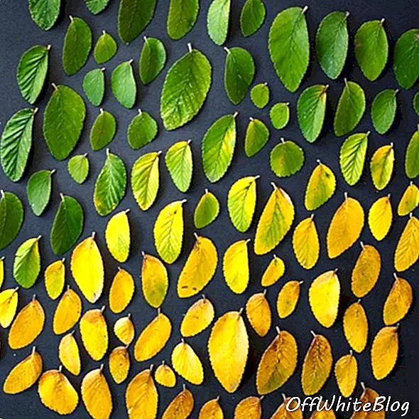 Emily Blincoe 8의 색으로 구분 된 음식과 식물 사진