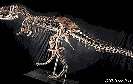 Un squelette de Tyrannosaurus rare à vendre aux enchères