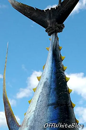 Atum gigante alcança $ 177000 em leilão no Japão