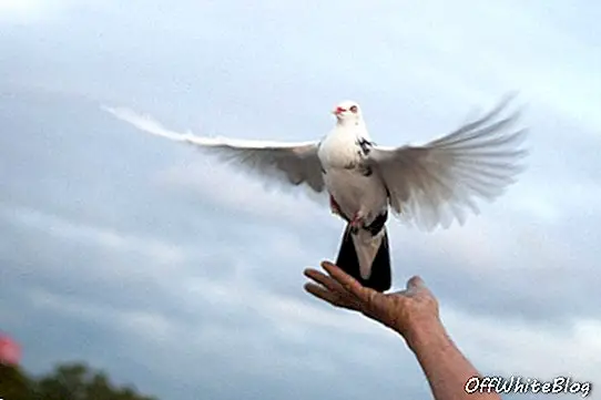 Chinese koper betaalt $ 328.000 voor een duif
