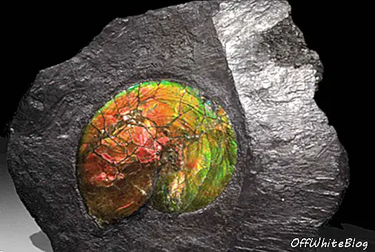 Iridescentni fosil amonita