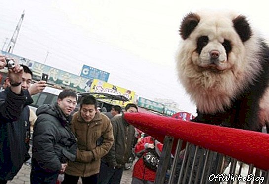 Le terme per animali domestici di Pechino trasformano i cagnolini in panda