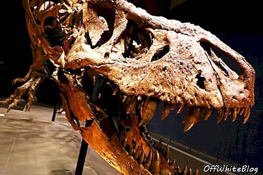 2,95 USA dollari suurune beebi-türannosaurus on HWNI kodudes uus 