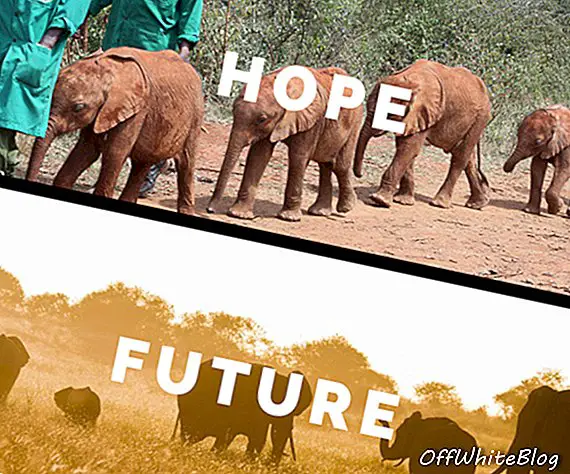 Elefánt hét 2018 Hongkongban - az elefántok túlélése