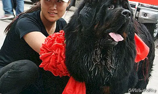 Китайският милионер купува най-скъпото куче в света