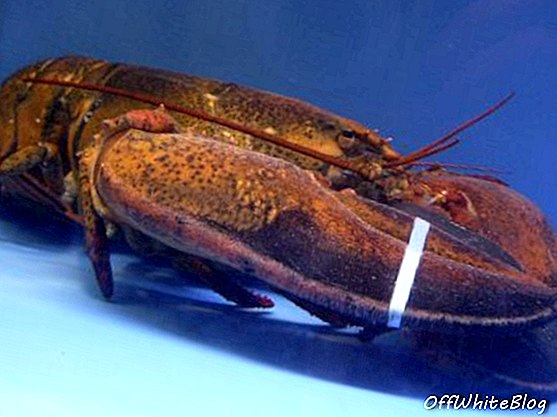 Lobster Berusia 70 Tahun Layak Dibebaskan