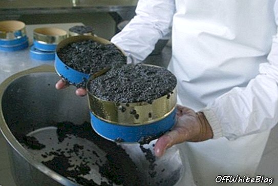 Beluga-kaviar tilbake på bordet