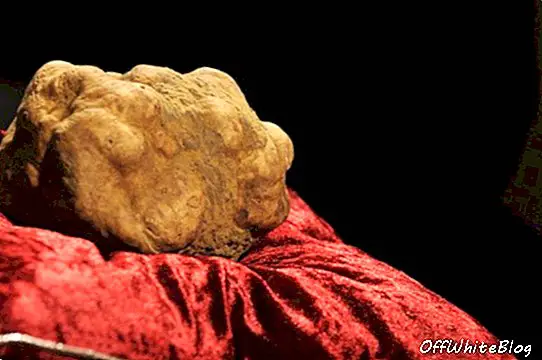 White Truffle Säljs i Italien för en rekord $ 150.000