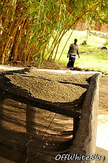 Kaffe fra Kivu-søen i Rwanda og Chiapas i Mexico raffineres yderligere ved hjælp af Nespressos ristning og slibningsteknologi.