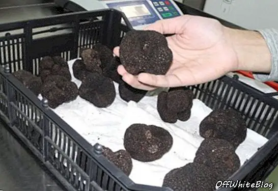 Perubahan iklim dapat membuat truffle menjadi kelezatan Jerman