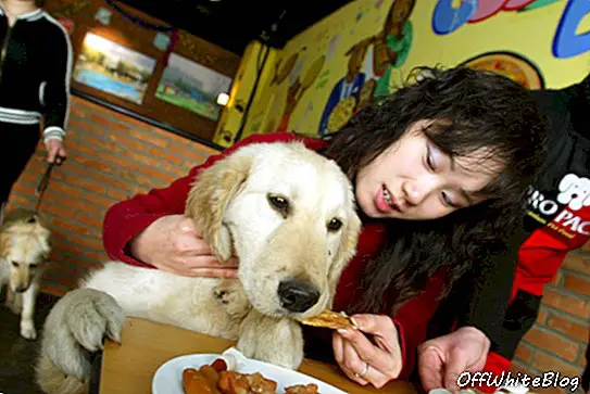 Doggy dining: spisesteder, der byder dine lodne venner velkommen