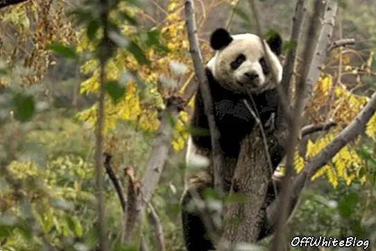 Bir panda ağaca tırmanıyor