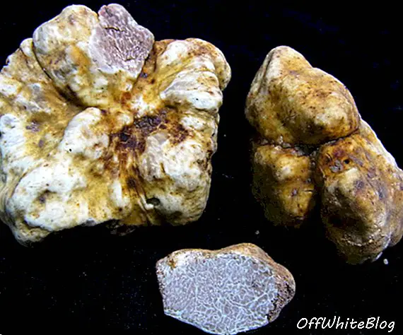 Spesies truffle baru ditemukan di Thailand