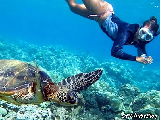 înot cu broaște țestoase