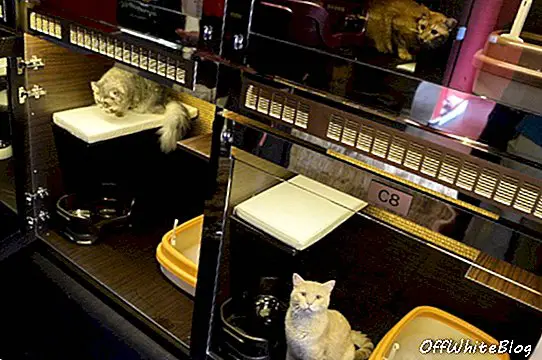 סינגפור מציעה סוויטות מפוארות לחתולים