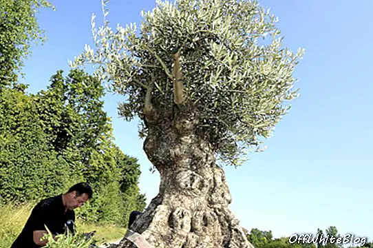 Rike tyskere spruter på kjerring av oliventrær