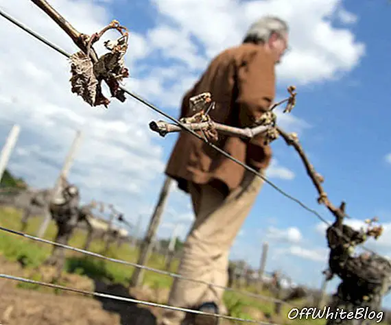 Хладно време у Европи прави проблеме виноградима у Бордоу, у Француској