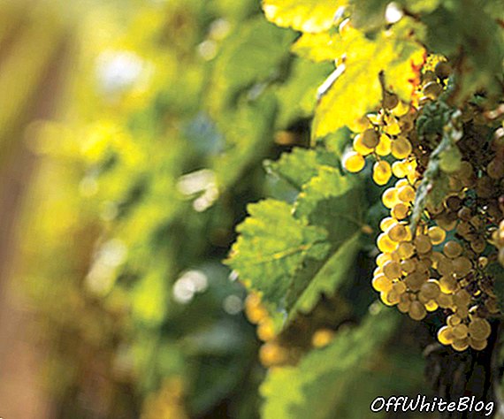 Šumivé víno spoločnosti Taittinger „Domaine Evermond“, ktoré sa má vyrábať v kente v Spojenom kráľovstve