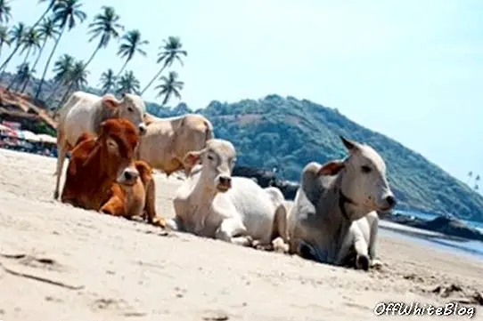 Cow Beach Goa Inde