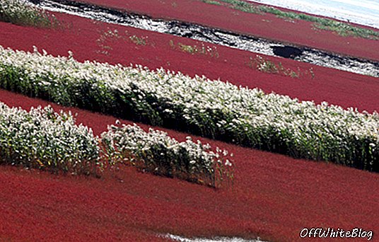 Panjini punane rand: karmiinpunased looded