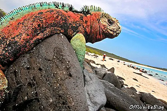 Wyspa Galapagos przeciwstawia się cudowi jako nietknięty ogród Eden