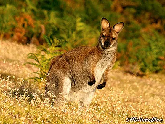 wallaby kreditter turism tasmanien og masaaki aihara .jpg