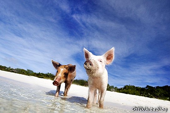 Pantai-pantai yang terkenal di dunia: Berenang dengan Babi di Bahamas