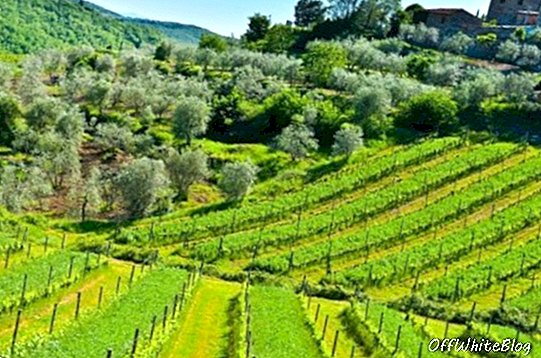 Vīna dārza un olīvu plantācija