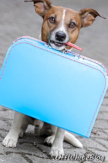 câine cu valiza