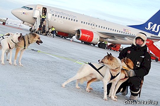 Norvegijos oro uostas skraidina taksi su šunų vežimais
