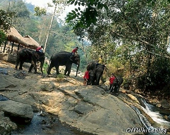 タイのジャングルに乗る象