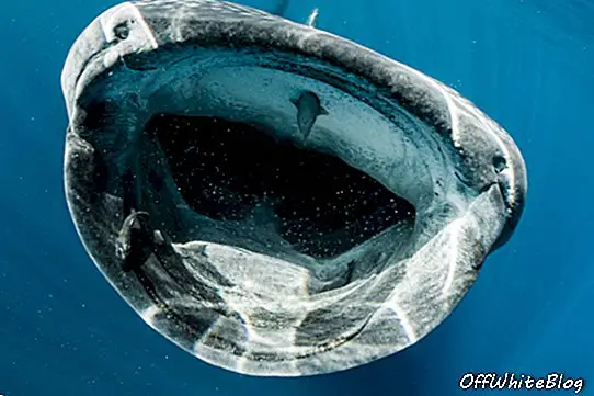 Balina Köpekbalıklarını Ödüllü Film Ekibi ile Karşılaştırın