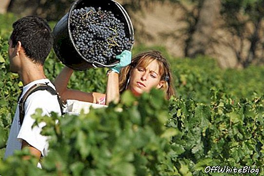 LVMH ostaa 50%: n osuuden Chateau Cheval Blancista