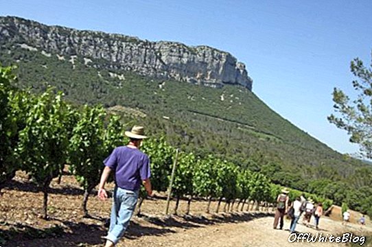 מותג היין הגדול בעולם שנוצר בדרום צרפת