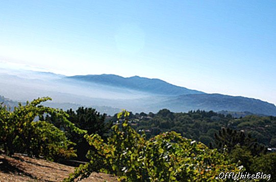 De Monte Bello wijngaard