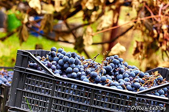 Zrywać winogrona