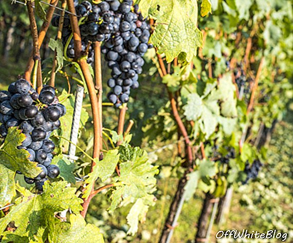 Mùa thu hoạch rượu vang Ý 2017 đã đến sớm do thời tiết khắc nghiệt