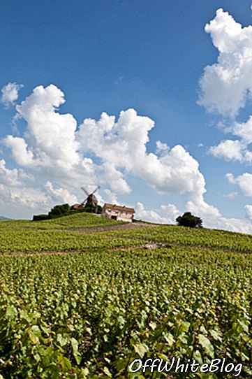 Vingårde i Champagne-regionen