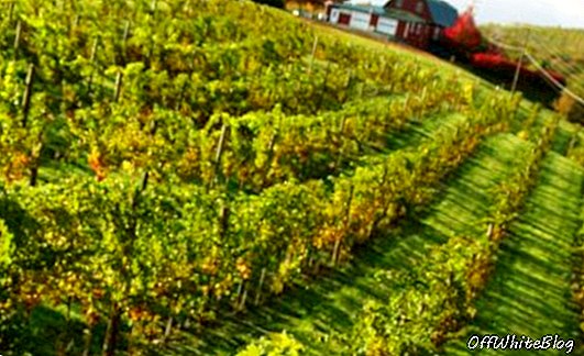 Kluge Estate Winery and Vineyard